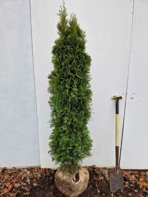 Thuja Smaragd Lebensbaum 140/160 cm