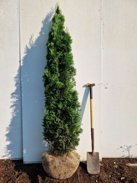 Thuja Smaragd Lebensbaum 160/180 cm