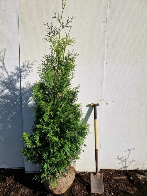 Thuja Brabant Lebensbaum 160/180 cm