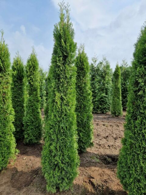 SONDERANGEBOT: Thuja Smaragd Lebensbaum 220/240 cm