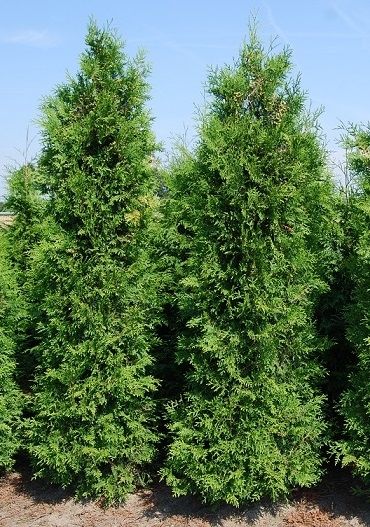 Thuja Brabant Lebensbaum 275/300 cm