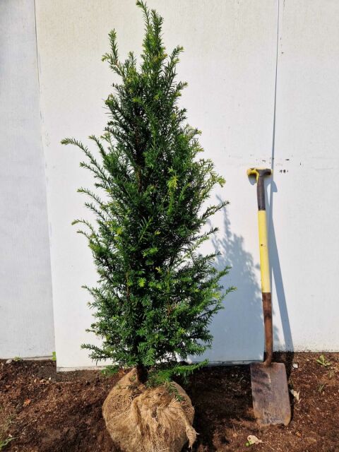 SONDERANGEBOT: Eibe - Taxus baccata 120/140 cm