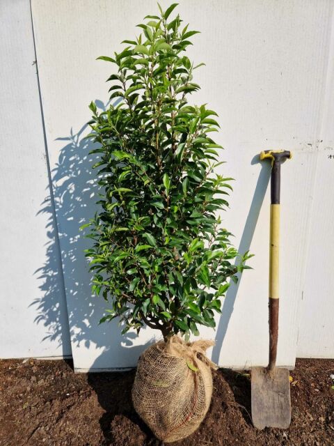 Portugiesischer Kirschlorbeer Angustifolia 100/120 cm