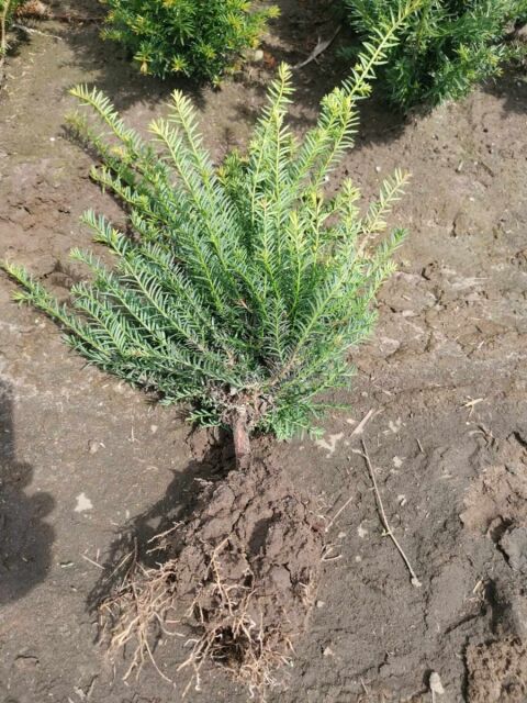 Eibe - Taxus baccata 30/50 cm Wurzelware