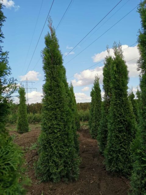 Thuja Smaragd Lebensbaum 200/220 cm