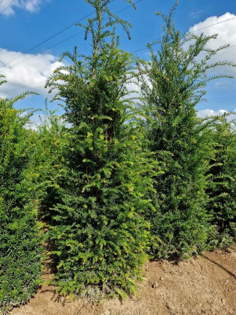 Eibe - Taxus baccata 140/150 cm