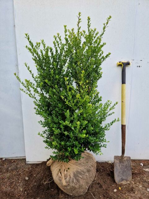 Ilex crenata Green Hedge 100/120 cm