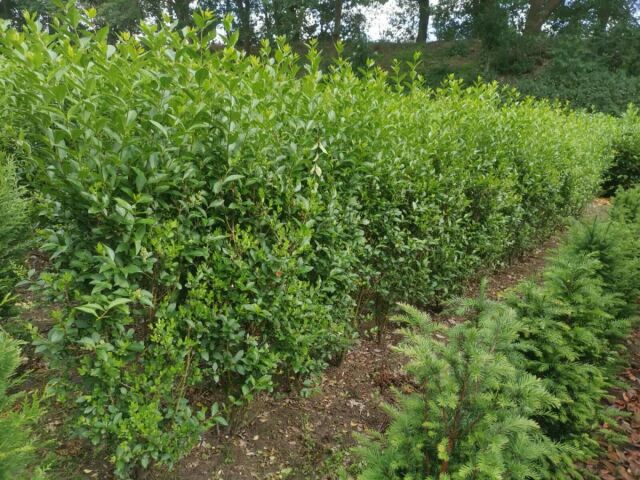 Ligustrum Ovalifolium 160/180 cm