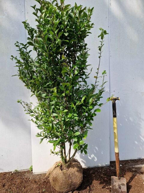 Ligustrum Ovalifolium 180/200 cm