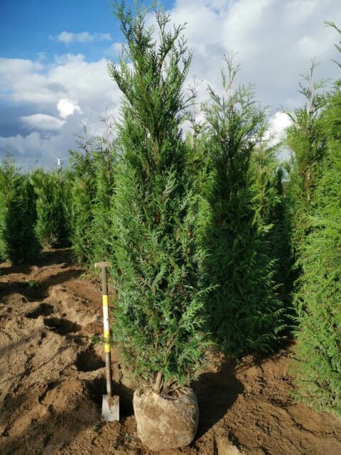 Thuja plicata Atrovirens 275/300 cm