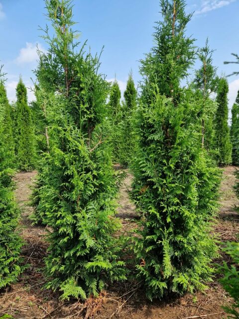 Thuja plicata Gelderland 160/180 cm