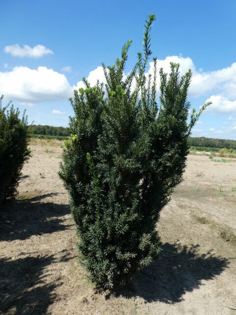 Taxus media Hillii 120/140 cm