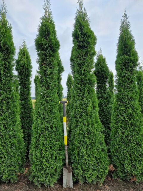 Thuja Smaragd Lebensbaum 240/260 cm