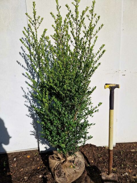 SONDERANGEBOT: Ilex crenata Green Hedge 120/140 cm