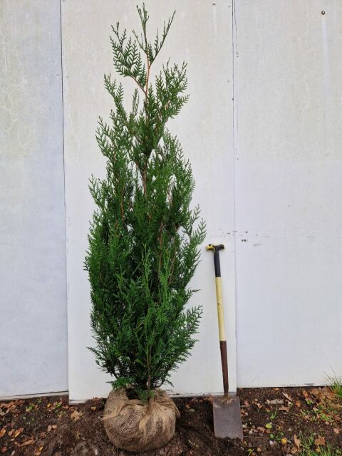 SONDERANGEBOT: Thuja plicata  / Riesenlebensbaum Atrovirens 150/175 cm