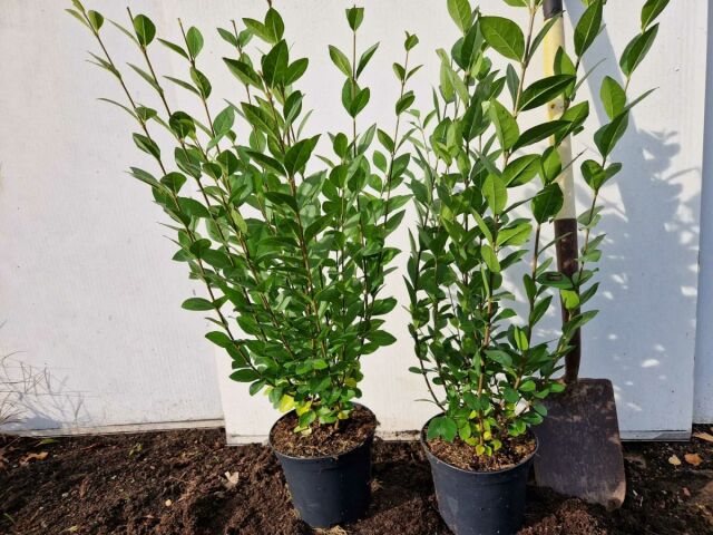 Ligustrum Ovalifolium 50/60 cm Topf