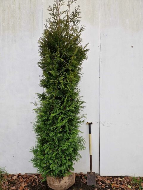 SONDERANGEBOT: Thuja Brabant Lebensbaum 260/280 cm