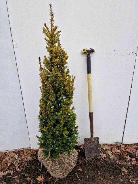 Strauch Eibe - Taxus baccata Washingtonii 100/120 cm