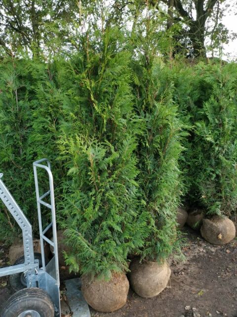 Thuja plicata Martin 250/275 cm SONDERANGEBOT