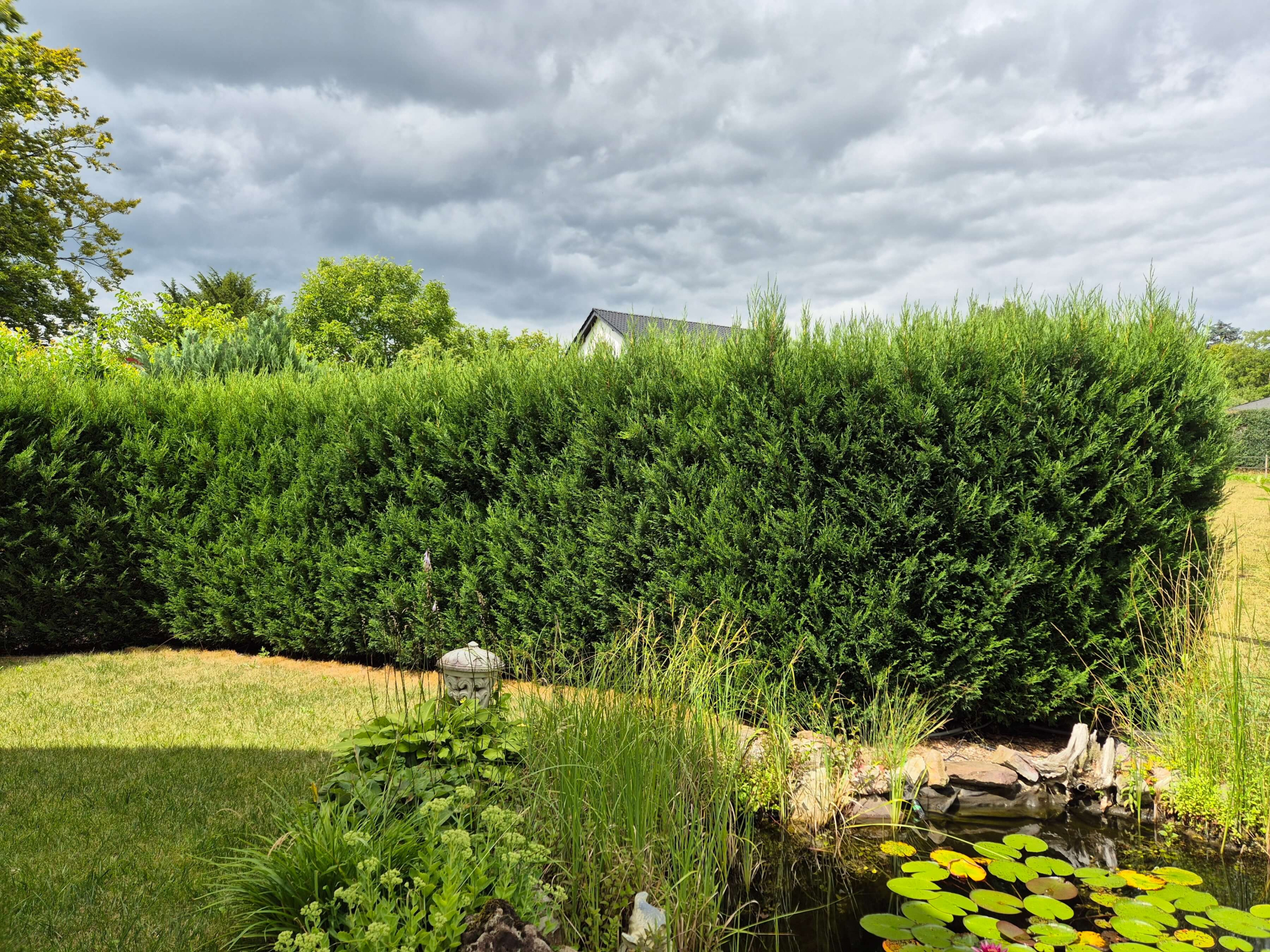 Leylandii 2001 Hecke