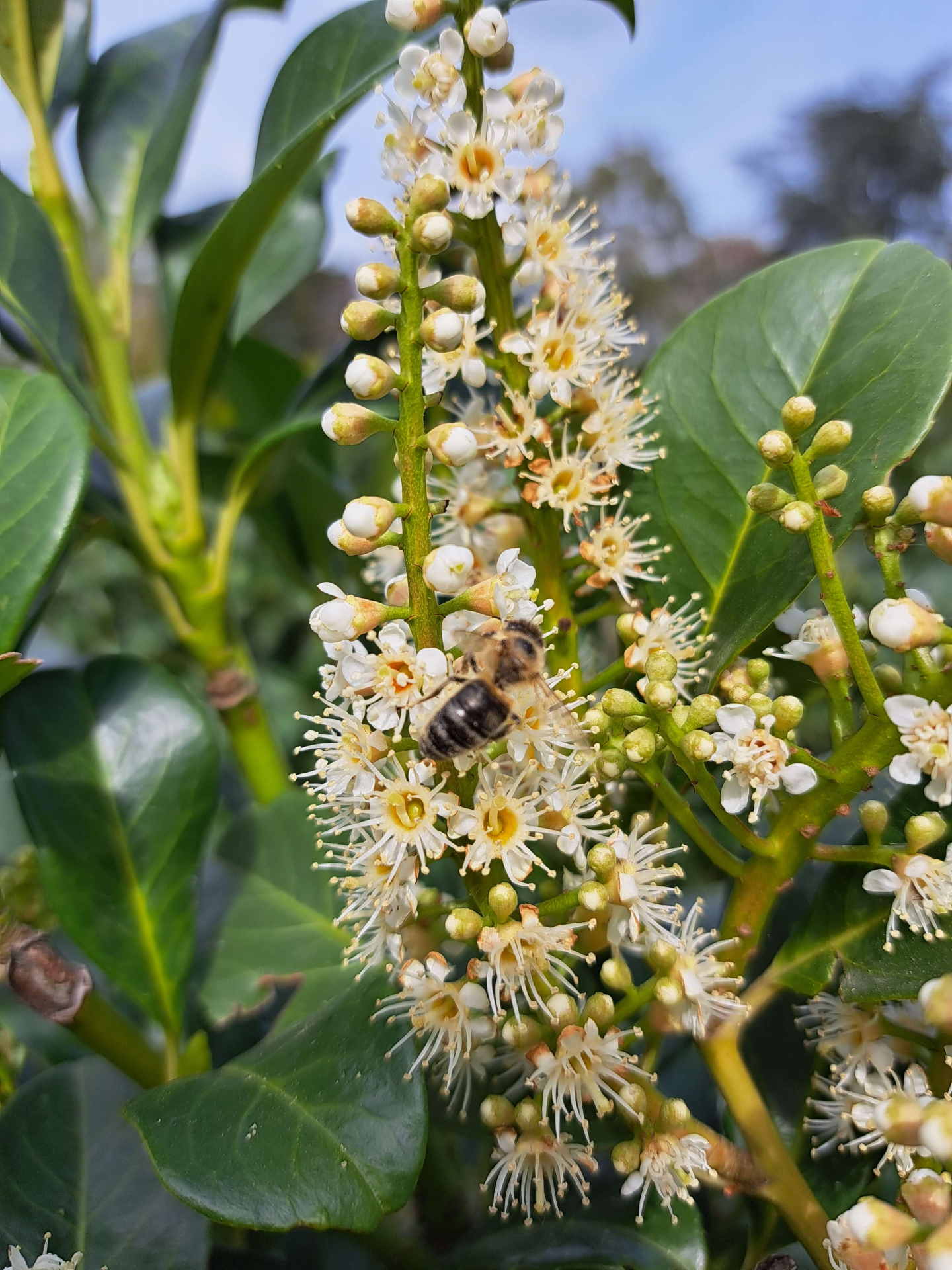 Biene in Blüten Kirschlorbeer Etna