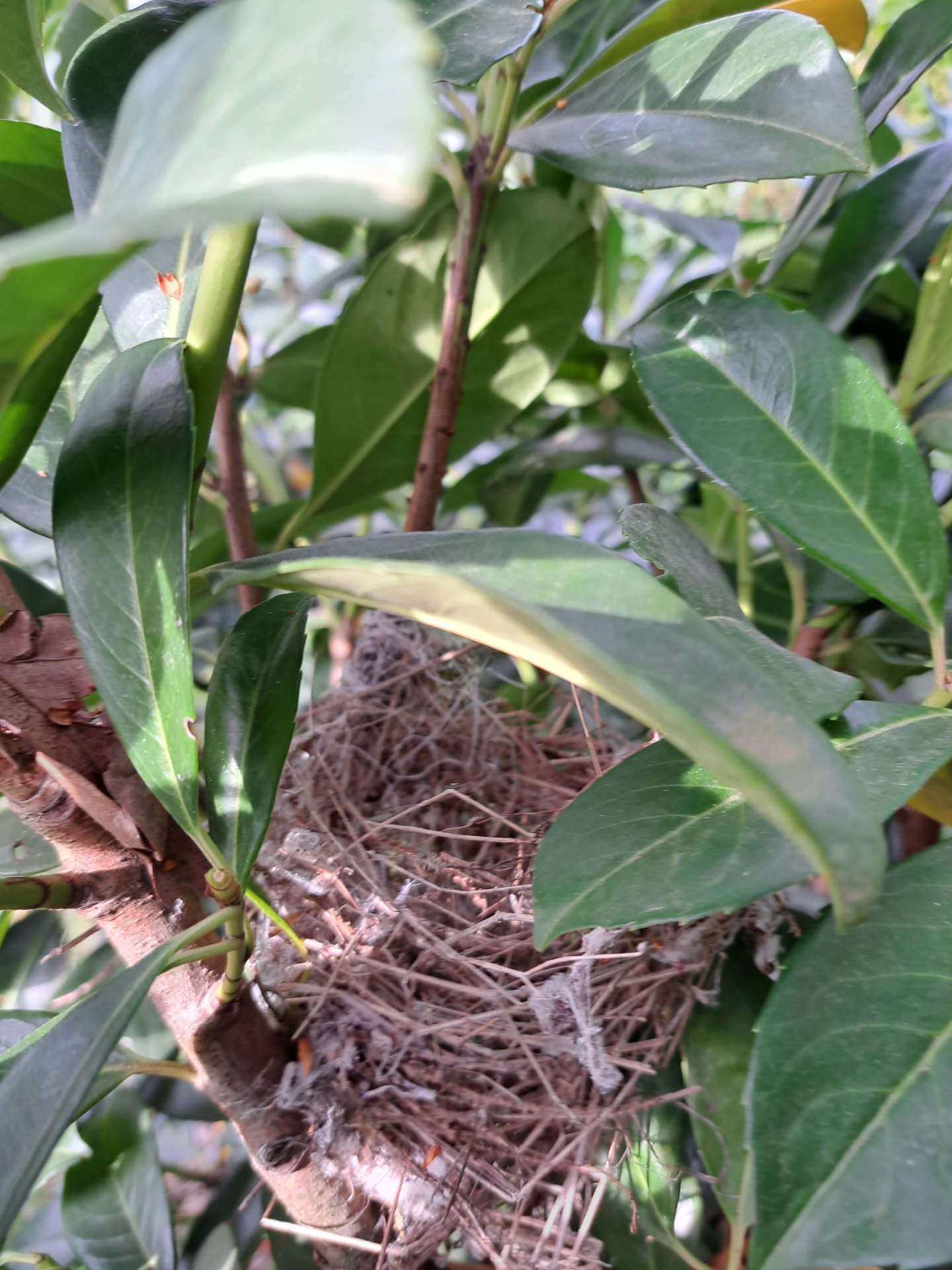 Kirschlorbeer Etna Vogelnest