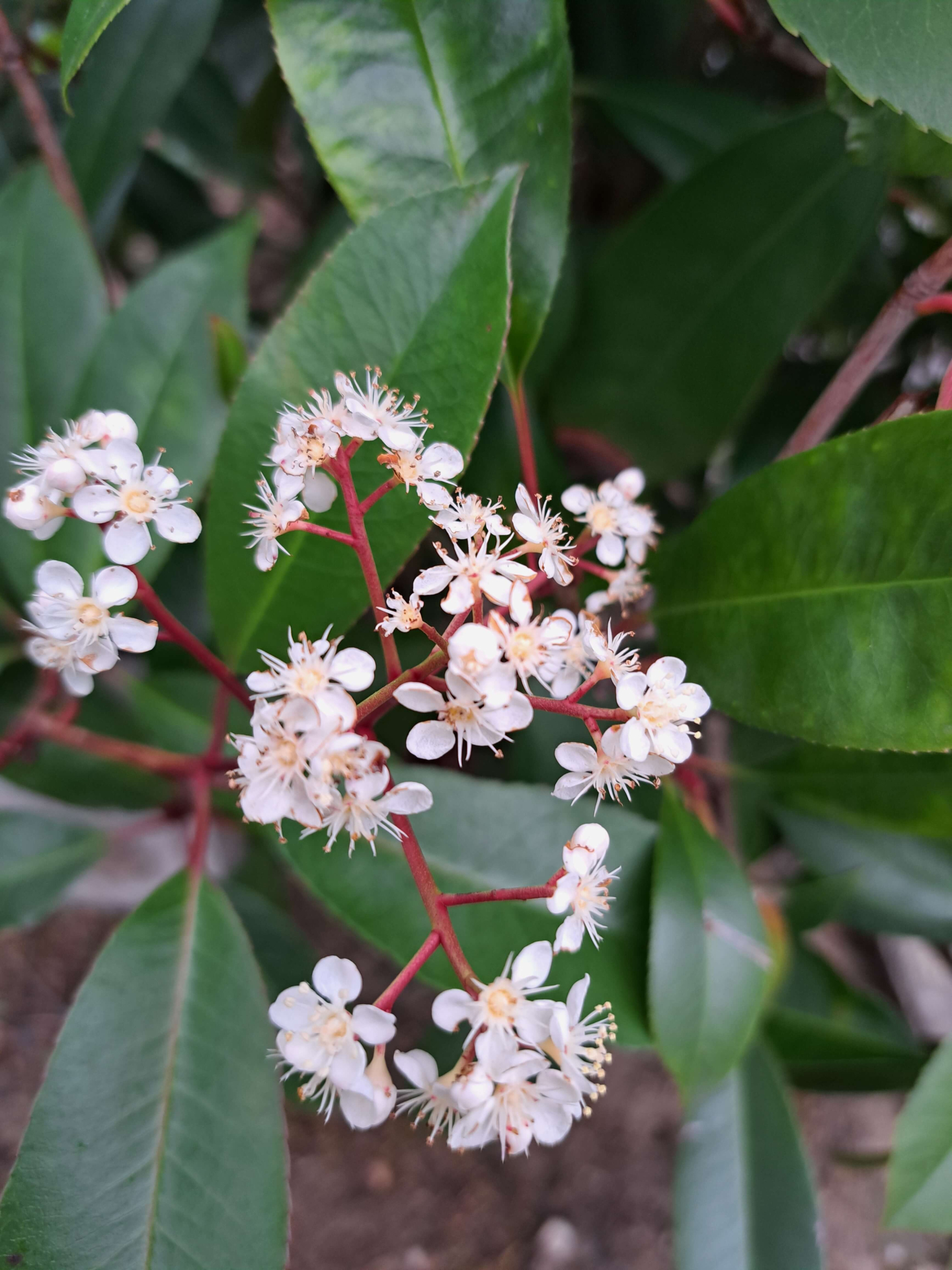 Blüte Glanzmispel Red Robin