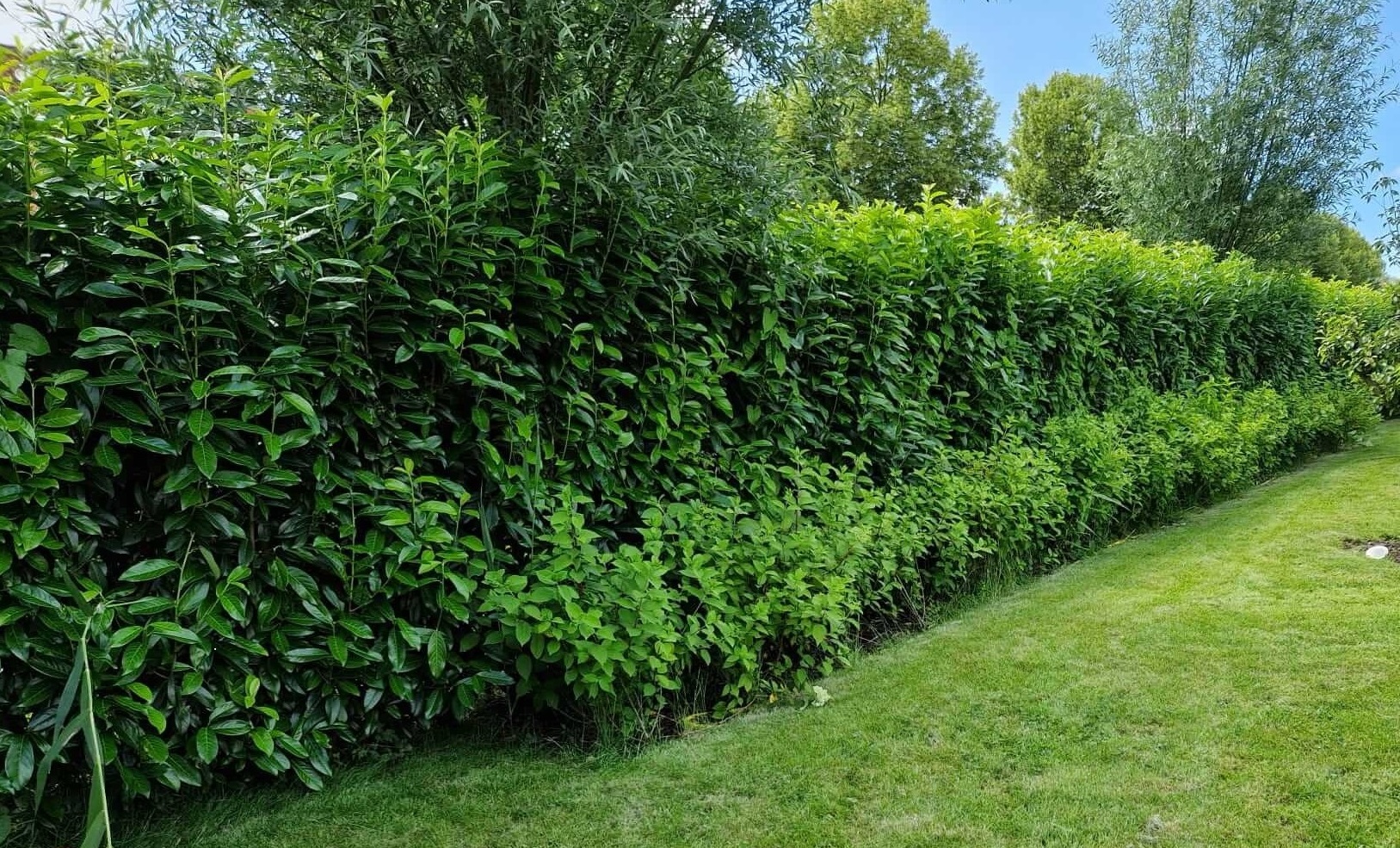 Kirschlorbeer Genolia Hecke