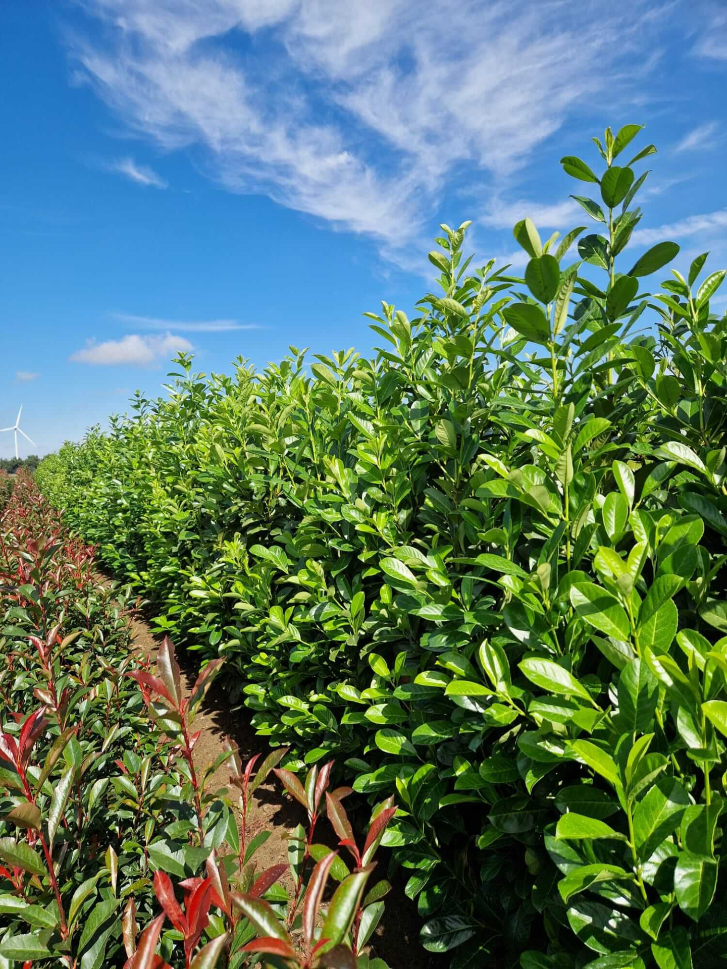 Kirschlorbeer Rotundifolia kaufen